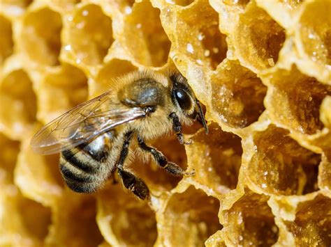 Honey, Heal Me: Exploring the Therapeutic Properties of Bee Magic